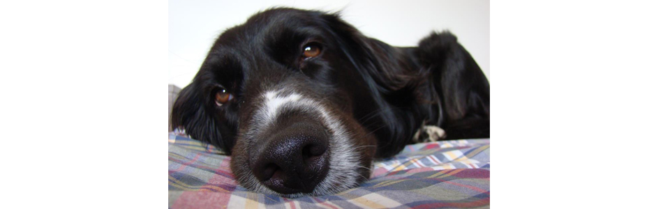 Cão