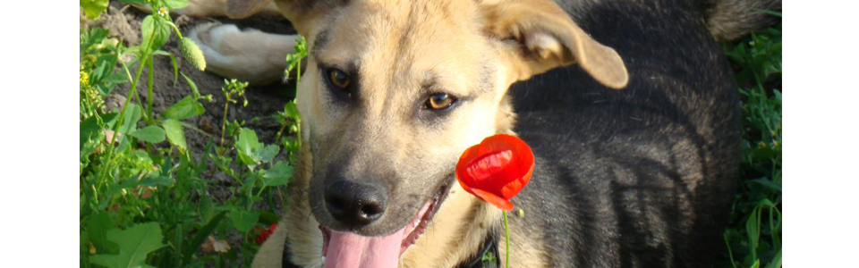 Cão