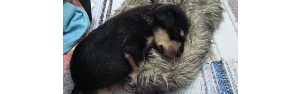 Cão