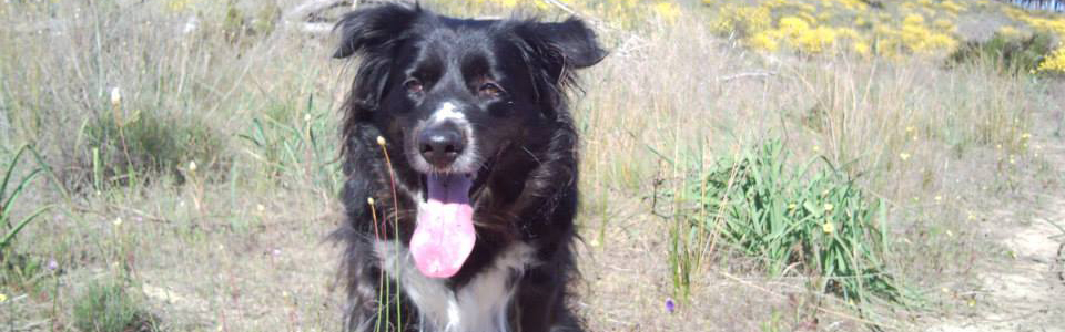 Cão