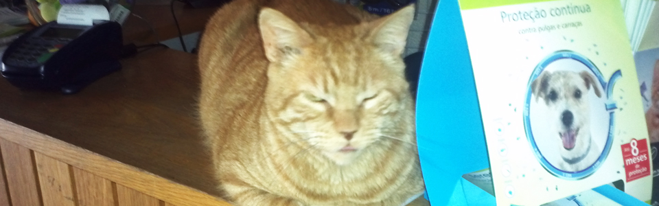Gato